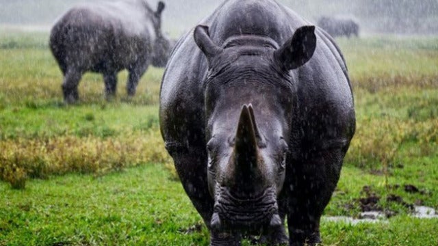 Rinoceronte negro de África Occidental, extinto en 2011