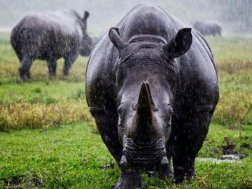 Rinoceronte negro de África Occidental, extinto en 2011