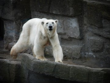 Los osos de Alaska se convierten en refugiados del cambio climático