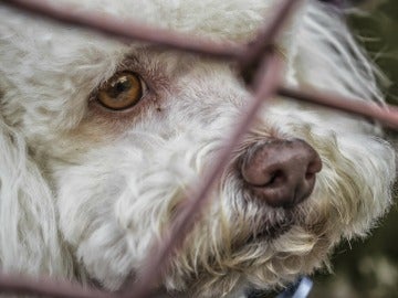 Abandono de animales