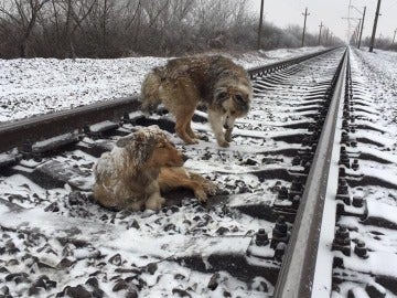 Un perro protege a su compañera herida en una vía de los trenes en marcha