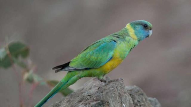 Perico de Barnard