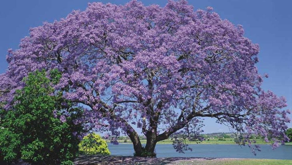 El árbol Kiri, una buena arma para combatir el cambio climático