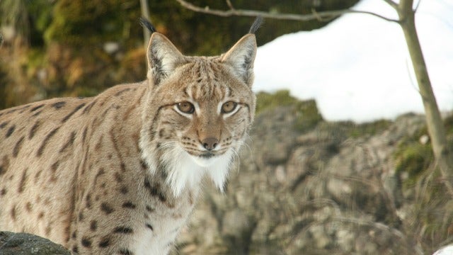 La población de lince ibérico ha alcanzado los 440 ejemplares en 2016