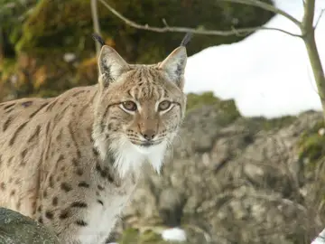La población de lince ibérico ha alcanzado los 440 ejemplares en 2016 La población de lince ibérico ha alcanzado los 440 ejemplares en 2016