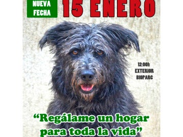 Valencia celebra su desfile anual de perros abandonados