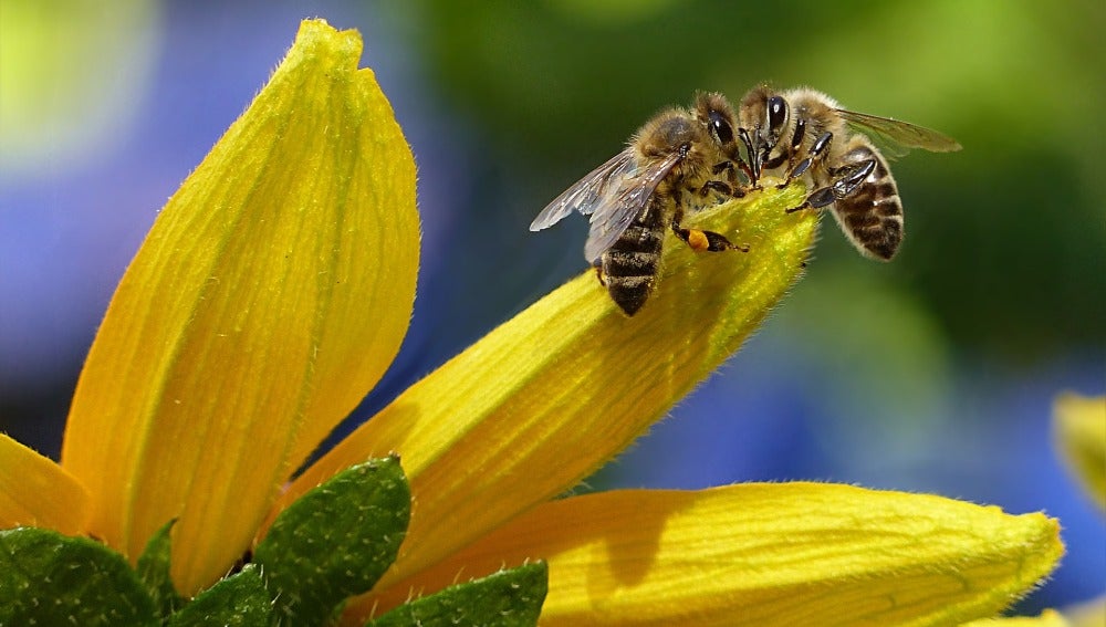 Crean la primera abeja robot capaz de polinizar de forma artificial