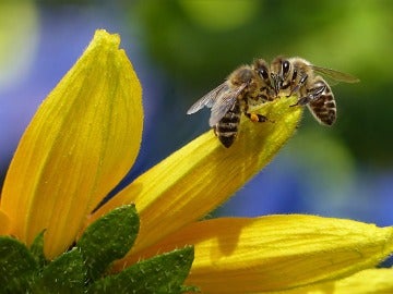 Crean la primera abeja robot capaz de polinizar de forma artificial