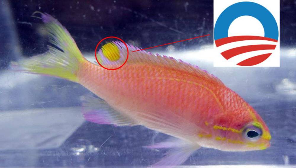 Descubren una nueva especie de pez y la bautizan con el nombre de Obama