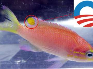 Descubren una nueva especie de pez y la bautizan con el nombre de Obama