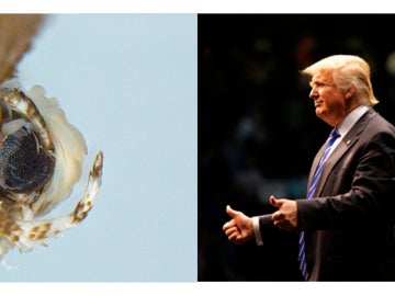 Una nueva polilla recibe el nombre de Donald Trump por imitar su peinado