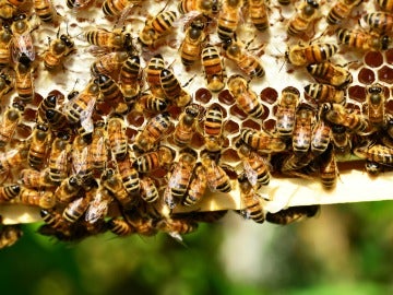 España es el país más beneficiado por las ayudas comunitarias a la apicultura