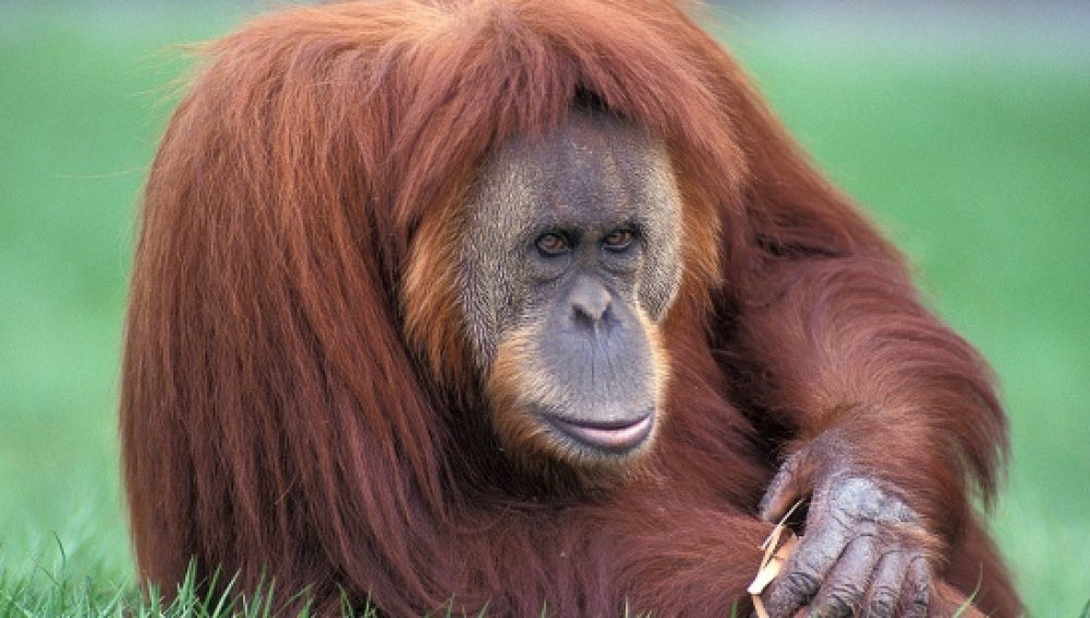 Orangután de Sumatra