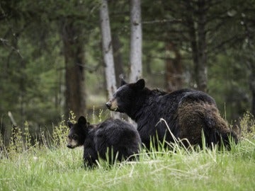 El Gobierno de Eslovenia permite la caza de 93 osos salvajes y 10 lobos