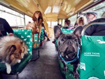 Un autobús para perros les lleva en una visita guiada por la ciudad de Londres