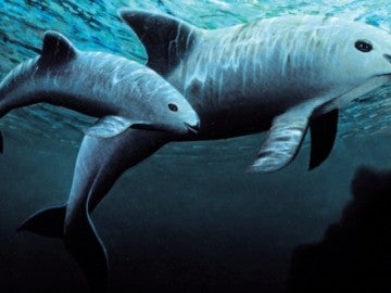 Desarrollan un plan para salvar a las 60 vaquitas marinas que quedan en el mundo