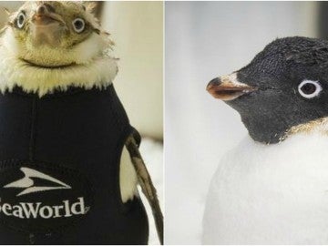 El pingüino Wonder Twin recupera su plumaje gracias a un traje térmico