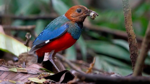La pita ventirroja, el pájaro que es doce especies en una