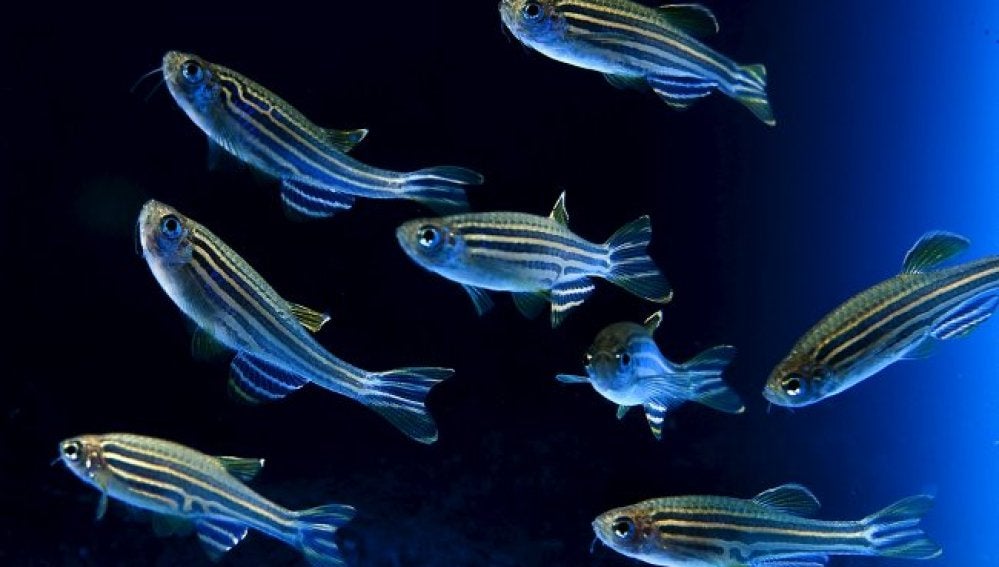 El aumento de las temperaturas origina peces hembras con genes masculinos