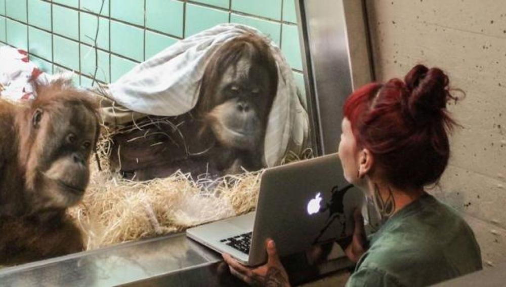 Un zoo de Holanda crea una versión de Tinder para que sus orangutanes encuentren pareja 