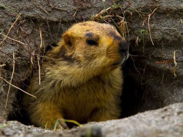 Siete curiosidades para conmemorar el Día de la marmota Siete curiosidades para conmemorar el Día de la marmota