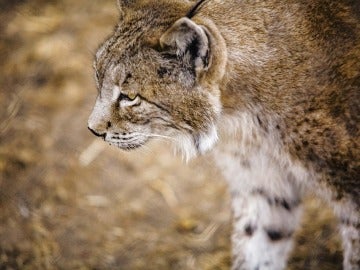 Un lince ibérico en una imagen de archivo