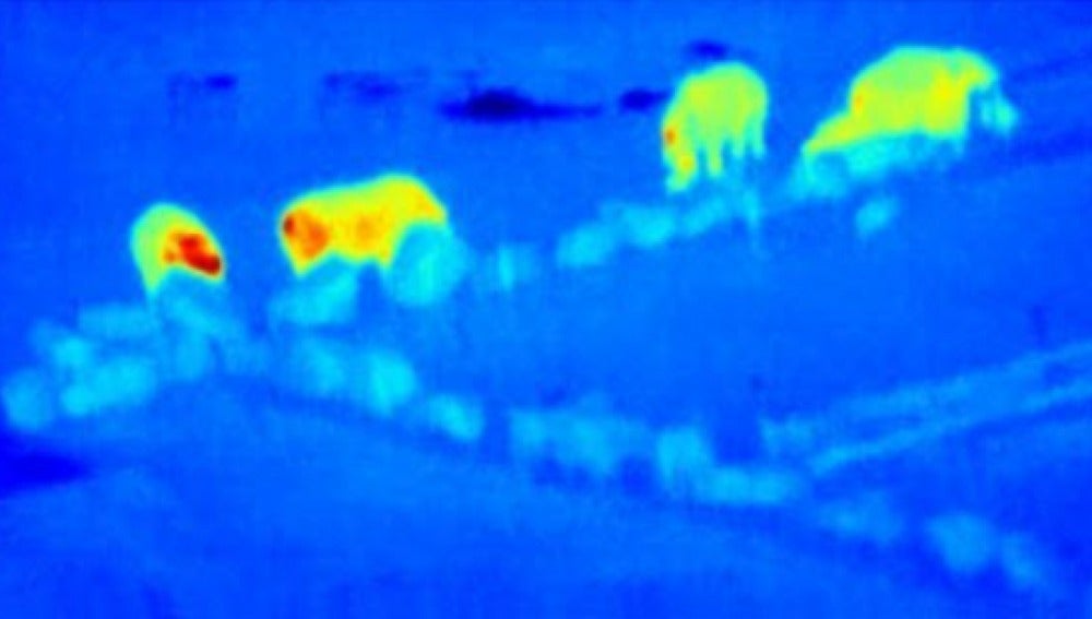 Animales captados por cámara infrarroja en drones