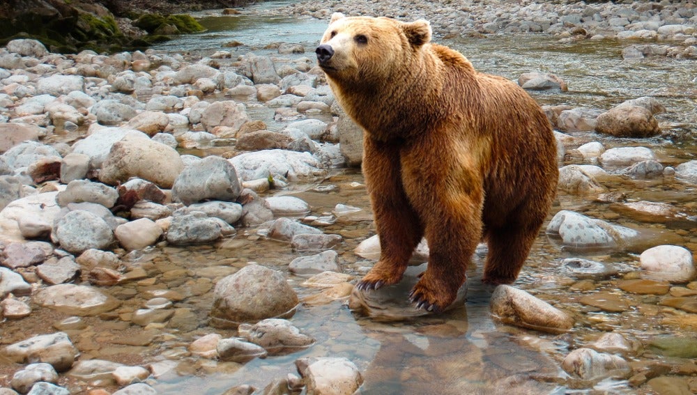 Se pone en marcha un protocolo de intervención con osos pardos en cuatro comunidades