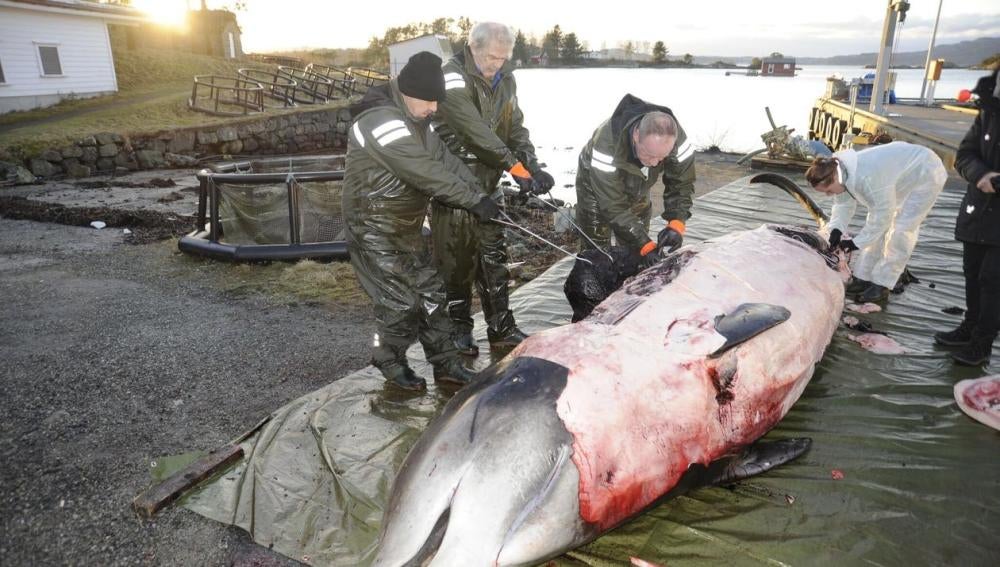 Sacrifican una ballena que contenía en su estómago 30 bolsas de plástico 