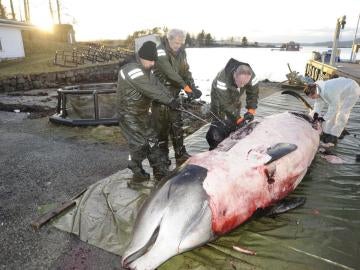 Sacrifican una ballena que contenía en su estómago 30 bolsas de plástico 