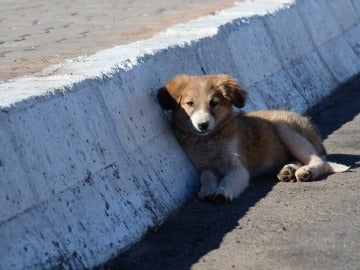 Siete consejos para prevenir que tu perro se pierda