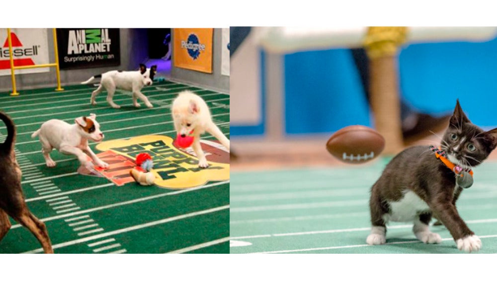 Perros y gatos también pueden participar en su propia Super Bowl