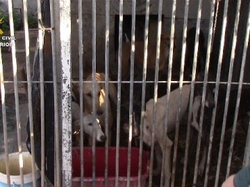 Rescatan 42 perros hacinados y en estado de abandono en una perrera ilegal de Cádiz