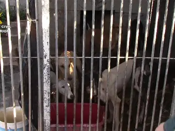 Rescatan 42 perros hacinados y en estado de abandono en una perrera ilegal de Cádiz Rescatan 42 perros hacinados y en estado de abandono en una perrera ilegal de Cádiz