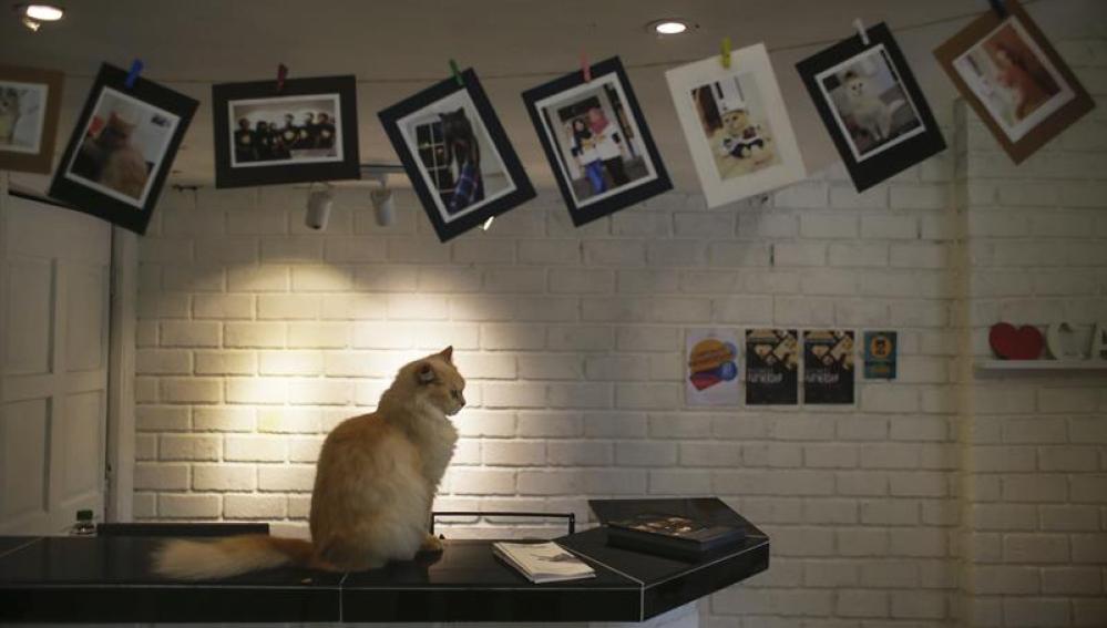 Hoteles de cinco estrellas para gatos en Malasia