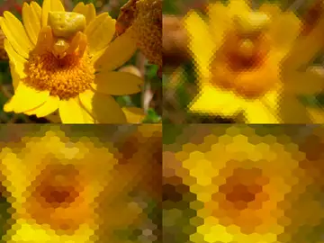 Araña de cangrejo proyectada sobre una retina de abeja a distinta distancia Araña de cangrejo proyectada sobre una retina de abeja a distinta distancia