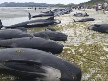 Mueren unas 300 ballenas al quedar varadas en la costa de Nueva Zelanda