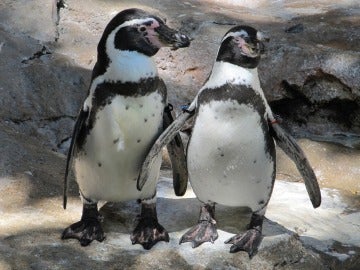 El cambio climático provoca que los pingüinos africanos se alimenten en zonas erróneas