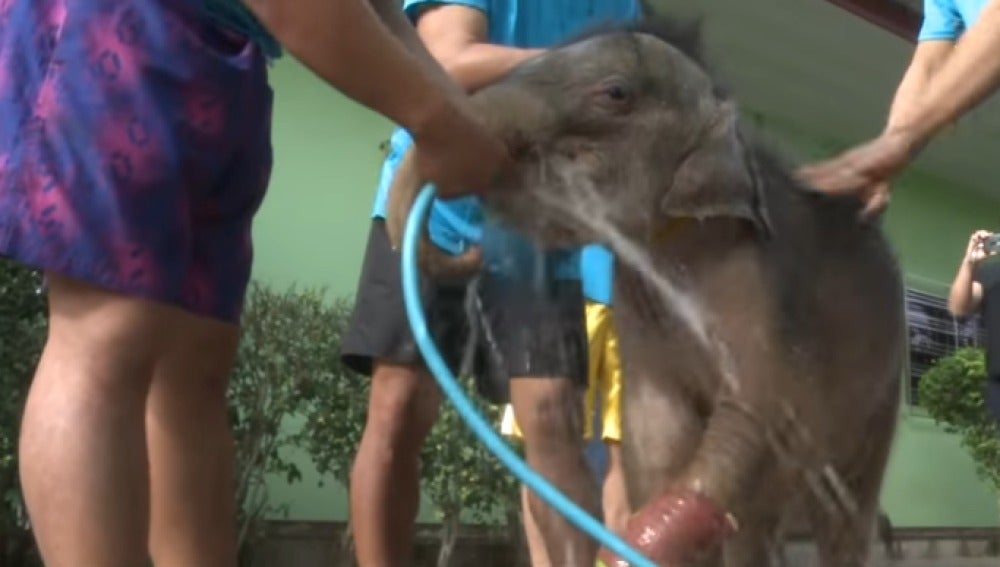 Una cría de elefante vuelve a caminar gracias a la hidroterapia
