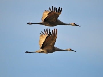 Las grullas, símbolo de fidelidad, vuelan durante la migración en pareja