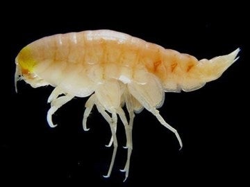 Productos químicos prohibidos hace 40 años afectan a las especies de las profundidades marinas