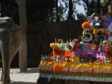 La icónica elefanta de Guatemala 'Trompita' cumple 56 años