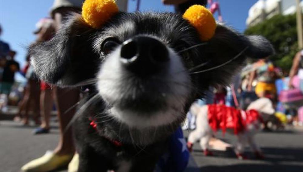 Carnaval de Río de Janeiro para perros