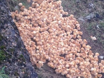 Rescatan a 1000 pollitos abandonados en un campo para morir