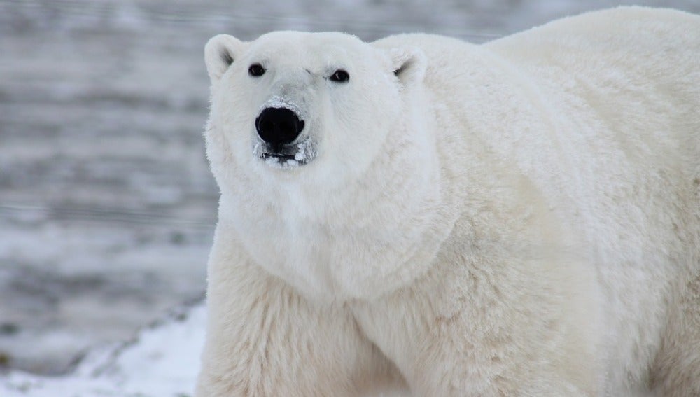 Celebramos el Día Internacional de Oso Polar, el símbolo más preciado del Ártico