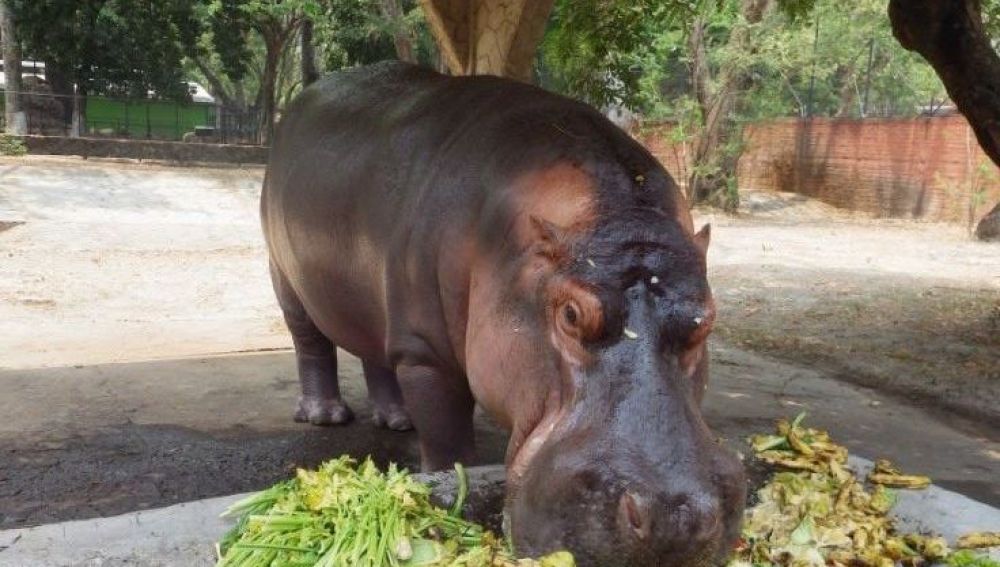 Imagen de archivo de un hipopótamo