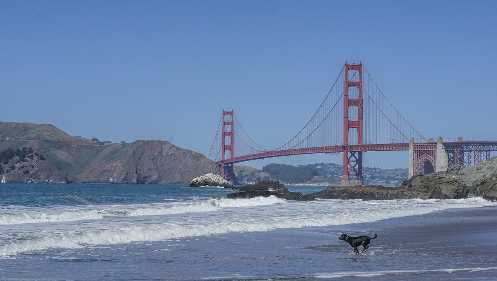 San Francisco obliga a las tiendas de mascotas a vender solo animales rescatados
