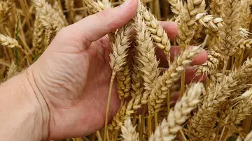 Grano de trigo Grano de trigo