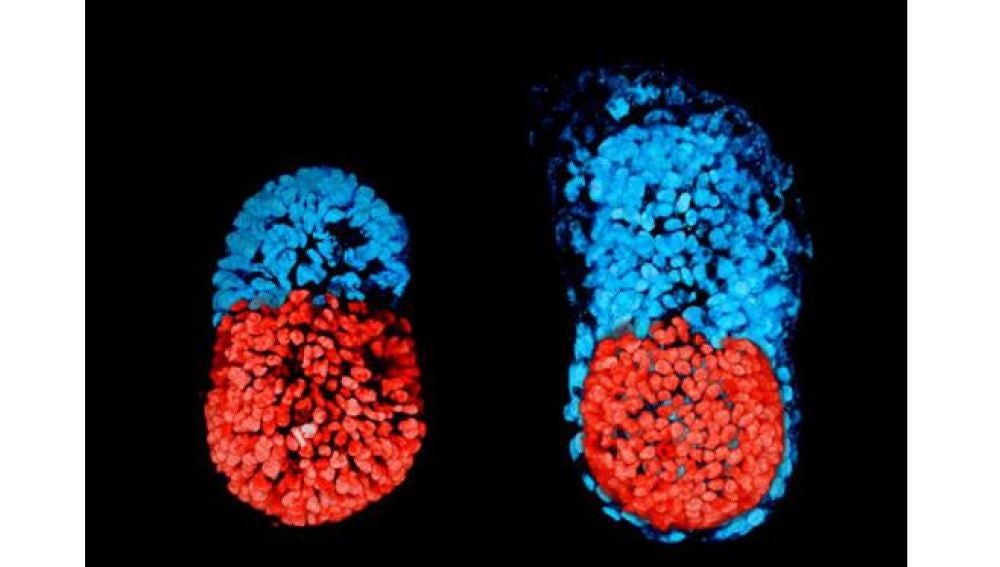 Científicos crean el primer embrión artificial de ratón con células madre