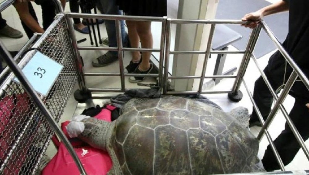 Salvan a una tortuga tras extraerle cinco kilos de monedas de su estómago 
